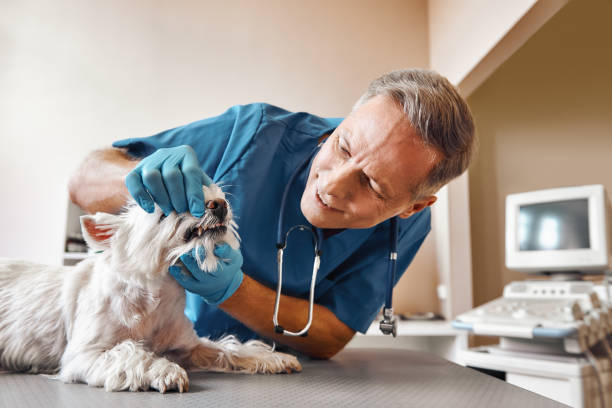 Best Emergency Broken Tooth Repair in Henagar, AL